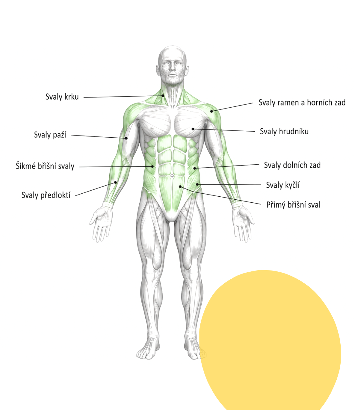 Multi Rehab — detail